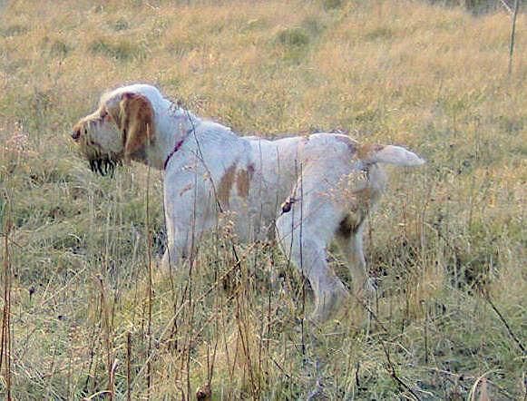 010706 JJ Pointing Drill up close.jpg - JJ